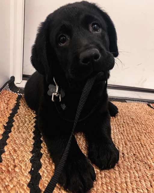 Ernie pup bij Engel Pups